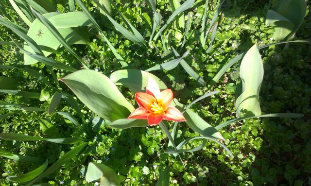 The first tulip :)